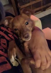 Lost Male Dog last seen Sahara and eastern Ave , Winchester, NV 89104