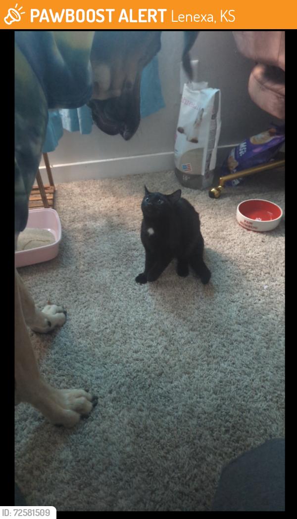 Found/Stray Unknown Cat last seen 77th and Quivera , Lenexa, KS 66216