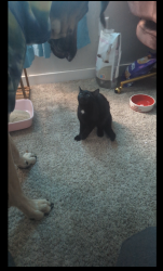 Found/Stray Unknown Cat last seen 77th and Quivera , Lenexa, KS 66216