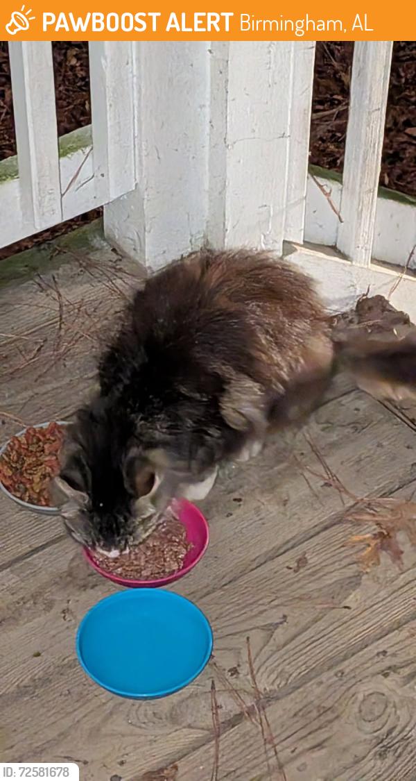 Found/Stray Female Cat last seen Hwy 280 and Riverview Parkway, Birmingham, AL 35205