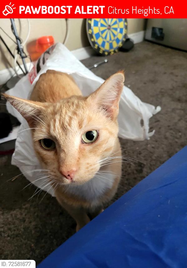Lost Male Cat last seen Streng ave.  By c bar c park off oak ave, Citrus Heights, CA 95610