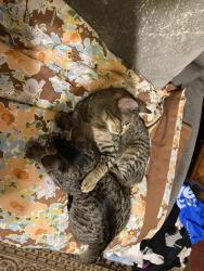 Lost Male Cat last seen 37th, Tulsa, OK 74135
