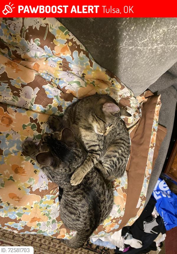 Lost Male Cat last seen 37th, Tulsa, OK 74135