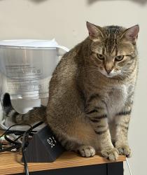 Lost Female Cat last seen Coldstream Dr, Oshawa, ON L1K 2Z3