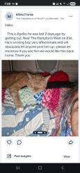 Lost Male Cat last seen 81st mcnab, North Lauderdale, FL 33068