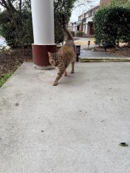 Found/Stray Female Cat last seen Queens Way housing, Norfolk, VA 23505
