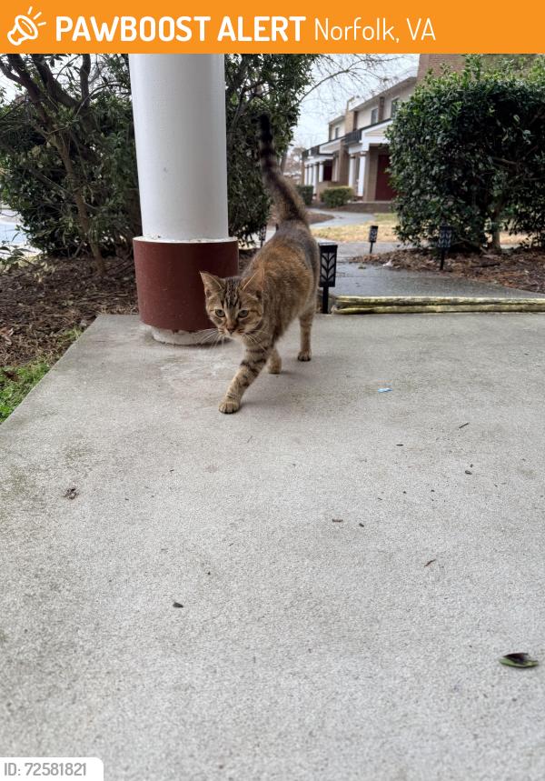 Found/Stray Female Cat last seen Queens Way housing, Norfolk, VA 23505