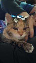 Lost Female Cat last seen Seen walking along Germaine , Apple Valley, MN 55124
