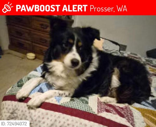Lost Female Dog last seen Starbuck's Prosser, WA, Prosser, WA 99350