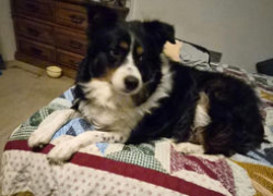 Lost Female Dog last seen Starbuck's Prosser, WA, Prosser, WA 99350