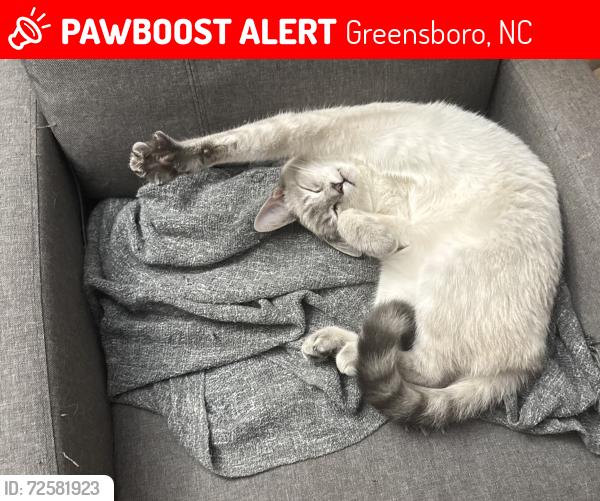 Lost Male Cat last seen ewood Dr, Greensboro, NC 27405