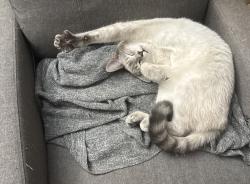 Lost Male Cat last seen ewood Dr, Greensboro, NC 27405