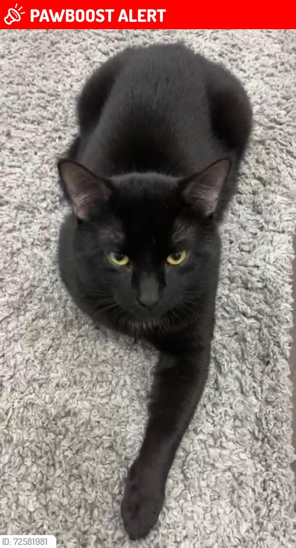 Lost Male Cat last seen Near chemin de la cote de liesse, Mont-Royal, QC H4N 2P4