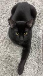 Lost Male Cat last seen Near chemin de la cote de liesse, Mont-Royal, QC H4N 2P4