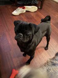 Lost Male Dog last seen Asheville Rd, Leeds, AL 35094