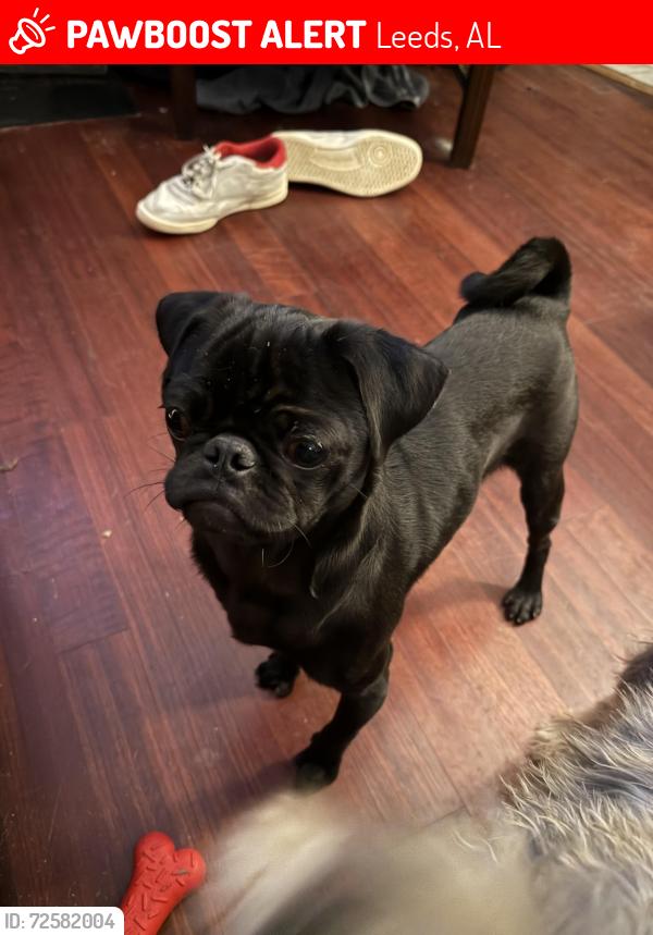 Lost Male Dog last seen Asheville Rd, Leeds, AL 35094