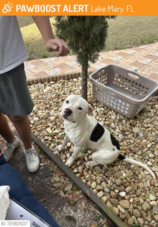 Found/Stray Male Dog last seen Wilson and W lake mary blvd, Lake Mary, FL 32746