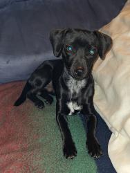 Lost Male Dog last seen Sooner and SE 80th, Oklahoma City, OK 73135