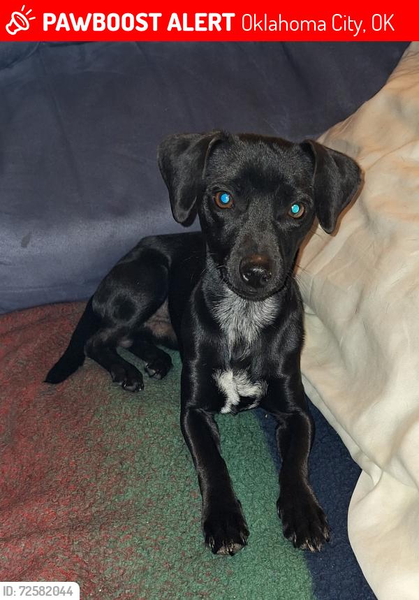 Lost Male Dog last seen Sooner and SE 80th, Oklahoma City, OK 73135