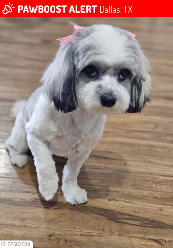 Lost Female Dog last seen Regatta Dr., Dallas, TX 75232