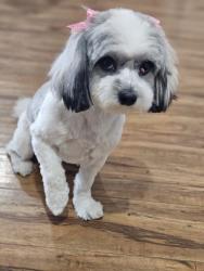 Lost Female Dog last seen Regatta Dr., Dallas, TX 75232