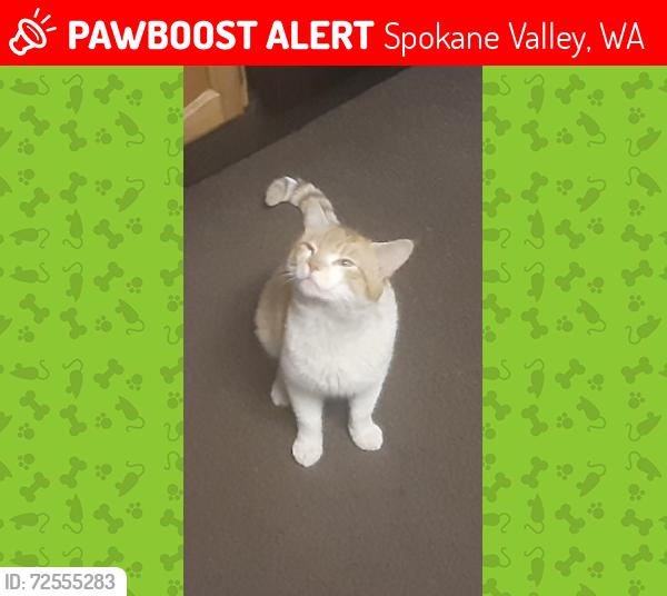 Lost Male Cat last seen At -7915EastEuclid-Spokane Valley -Millwood , Spokane Valley, WA 99212