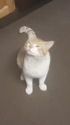 Lost Male Cat last seen At -7915EastEuclid-Spokane Valley -Millwood , Spokane Valley, WA 99212