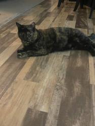 Lost Female Cat last seen Siler Rd, Snow Camp, NC 27349