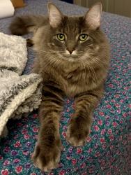 Lost Male Cat last seen Oranole and Maitland Ave, Maitland, FL 32751