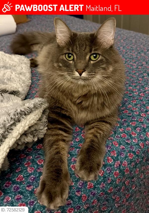 Lost Male Cat last seen Oranole and Maitland Ave, Maitland, FL 32751