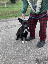 Found/Stray Male Dog last seen Jonesvalley marina, Shasta County, CA 96003