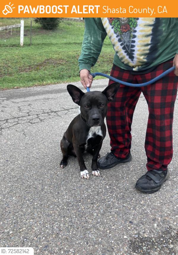 Found/Stray Male Dog last seen Jonesvalley marina, Shasta County, CA 96003