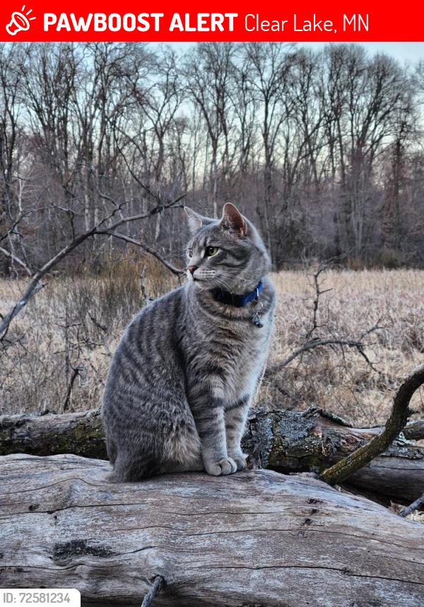 Lost Male Cat last seen Sherbourne Wildlife Refuge, Clear Lake, MN 55319