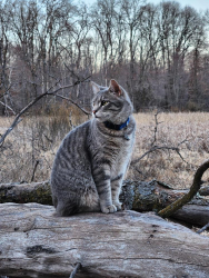 Lost Male Cat last seen Sherbourne Wildlife Refuge, Clear Lake, MN 55319
