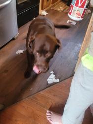 Lost Female Dog last seen Jacksonburge, Trenton, OH 45067