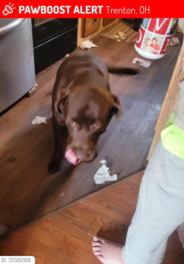 Lost Female Dog last seen Jacksonburge, Trenton, OH 45067