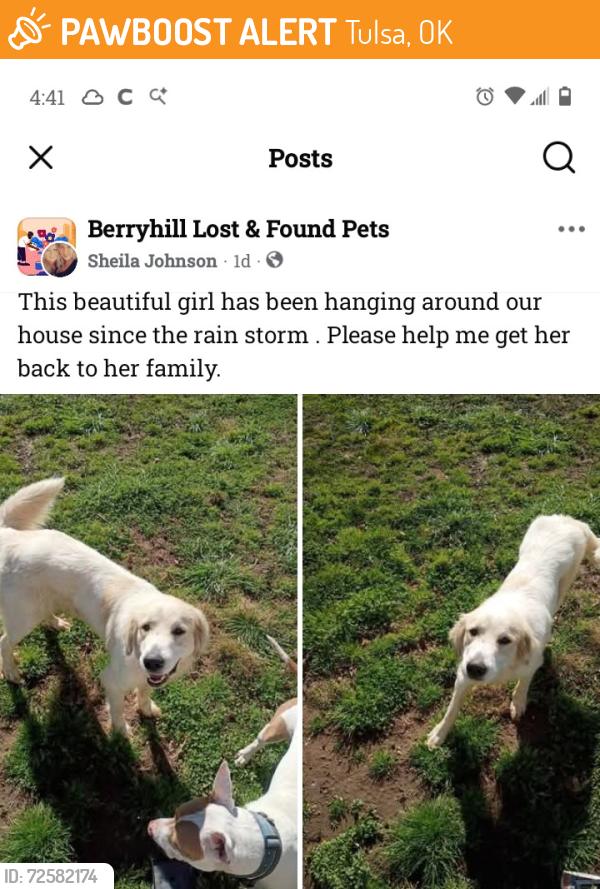 Found/Stray Female Dog last seen Tulsa ok, Tulsa, OK 74103