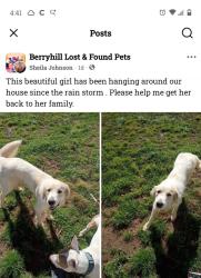 Found/Stray Female Dog last seen Tulsa ok, Tulsa, OK 74103