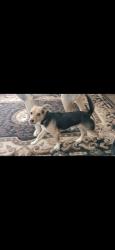 Lost Male Dog last seen Winton Way and Grove Ave, Atwater, CA 95301