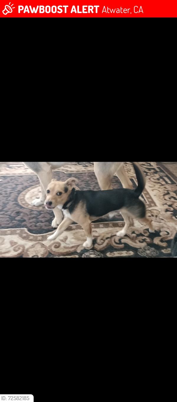 Lost Male Dog last seen Winton Way and Grove Ave, Atwater, CA 95301