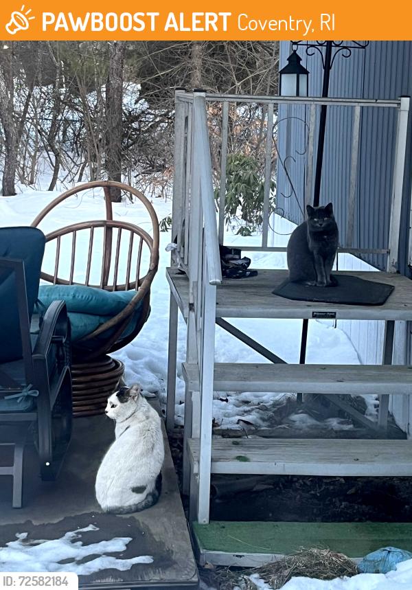 Found/Stray Unknown Cat last seen Mapleroot Village , Coventry, RI 02816