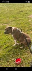 Lost Female Dog last seen Pembroke Ave & Powhatan Parkway, Hampton, VA 23661