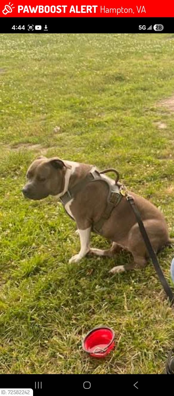 Lost Female Dog last seen Pembroke Ave & Powhatan Parkway, Hampton, VA 23661