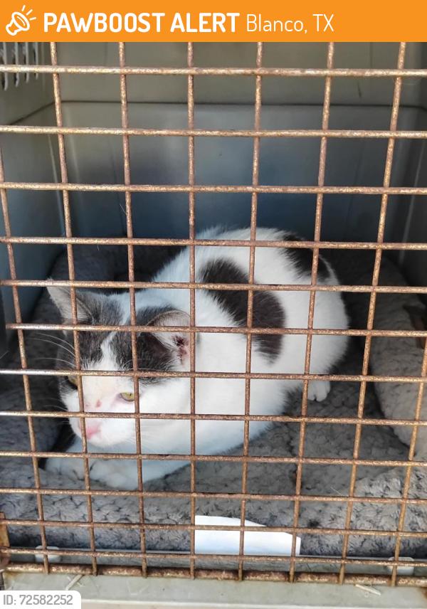 Found/Stray Male Cat last seen Horton Preiss/FM 32, Blanco, TX 78606