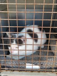 Found/Stray Male Cat last seen Horton Preiss/FM 32, Blanco, TX 78606