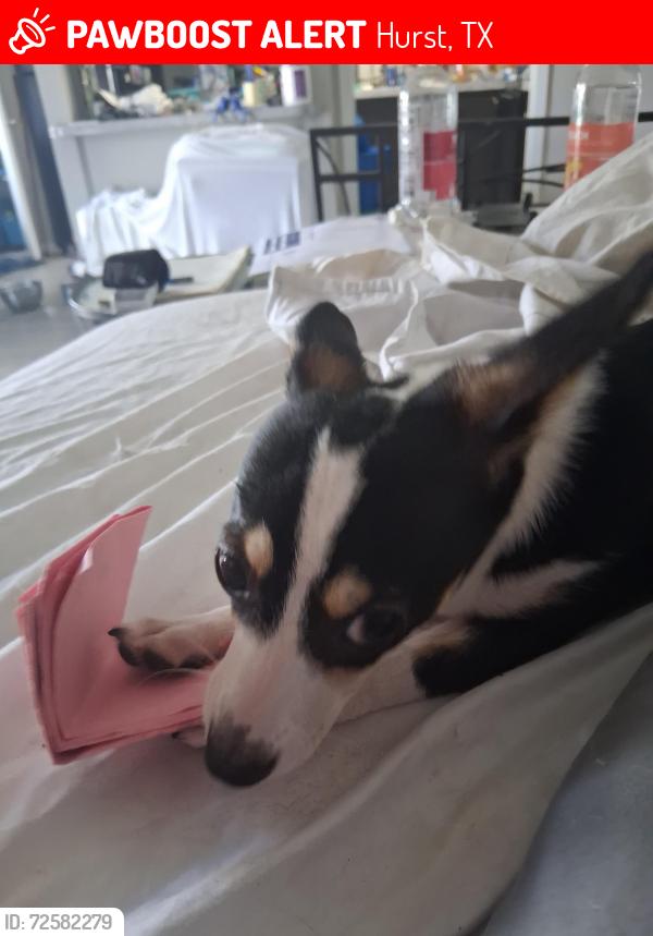Lost Male Dog last seen Near and 820, Hurst, TX 76053