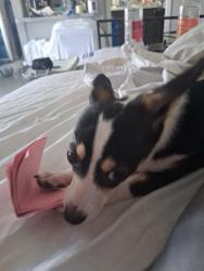 Lost Male Dog last seen Near and 820, Hurst, TX 76053