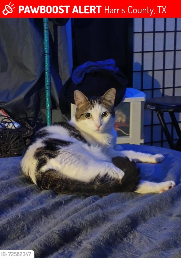 Lost Male Cat last seen Eldridge pkwy , Harris County, TX 77082