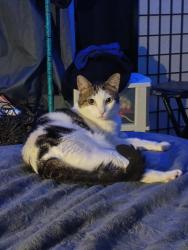 Lost Male Cat last seen Eldridge pkwy , Harris County, TX 77082