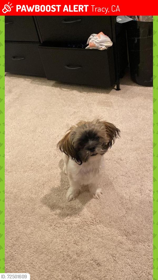 Lost Female Dog last seen Near e Emerson st Tracy Ca , Tracy, CA 95376